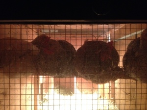 On the home front, the chickens huddling in their coop to escape 19 degrees.
